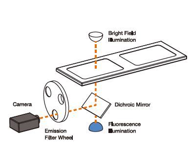 LUNA FL Dual Fluorescence Cell Counter ATA Scientific