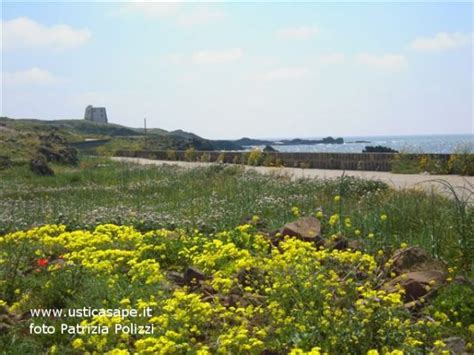 Ustica Spalmatore Fiori Spontanei Ustica Sape