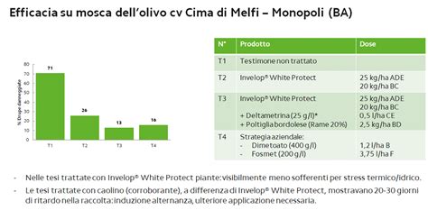 Mosca Dell Olivo Come Proteggersi Difesa E Diserbo Agronotizie