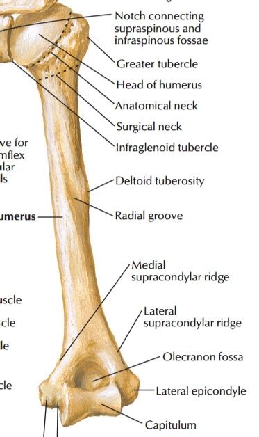 Posterior Humerus Diagram | Quizlet