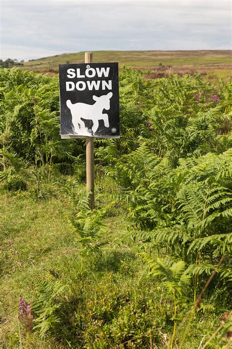 Slow Down Traffic Sign In English Countryside By Stocksy Contributor