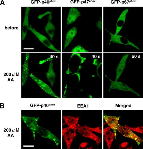 AA Stimulated Translocation Of GFP P40 Phox And GFP P47 Phox But Not