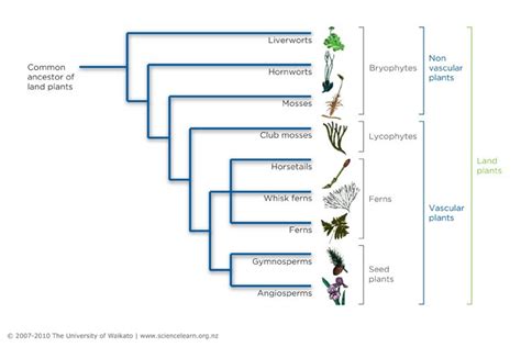 The evolution of land plants