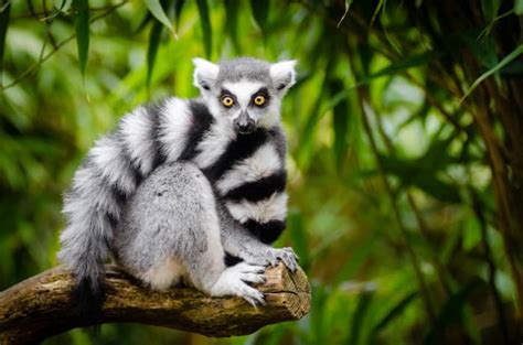 10 Reasons Why Exotic Pets Should Be Legal Hubpages