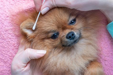 Cómo limpiar las orejas de tu perro