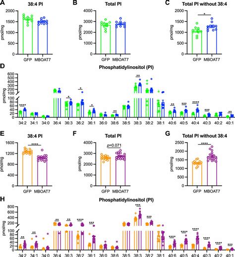 MBOAT7 Overexpression Increases Many Phosphatidylinositol Species A