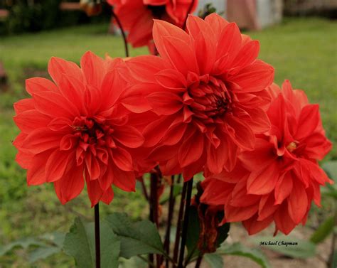 beauteous: red flowers