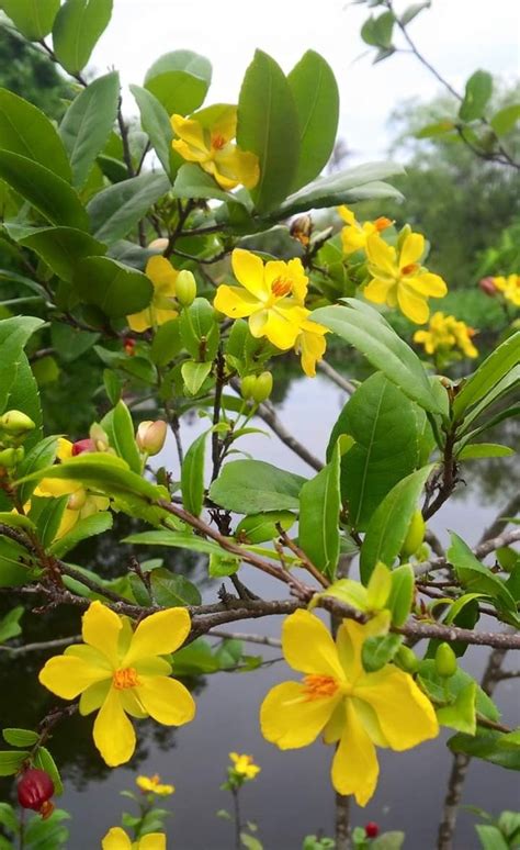 Yellow Flowers Blooming On The Branches Of Trees In Front Of Water And