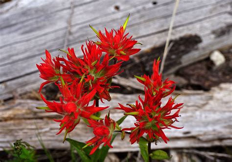 Red Indian Paintbrush Wild Flowers Blooming In Washington