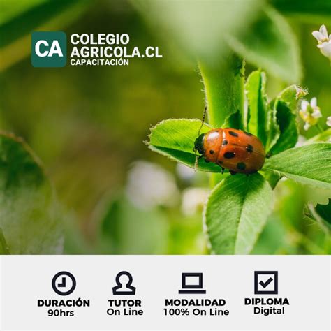 Curso Manejo Integrado De Plagas Y Enfermedades En Agricultura