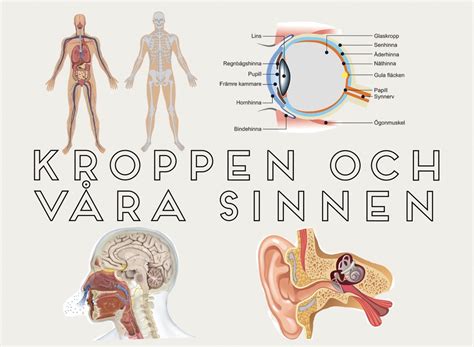 Skolbanken Kroppen och våra sinnen