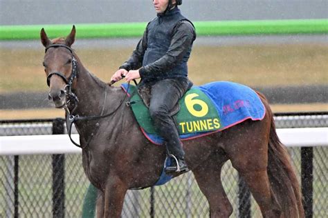 【ジャパンc】外国馬check④テュネス｜競馬ニュース｜競馬予想のウマニティ