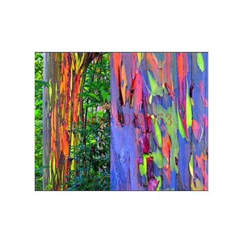 Buy 200 rainbow tree seeds Eucalyptus deglupta RAINBOW EUCALYPTUS TREE ...