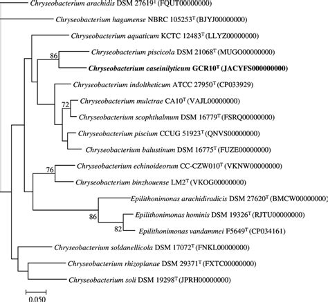 Phylogenomic Tree Of Gcr T And Closely Related Strains Based On Core