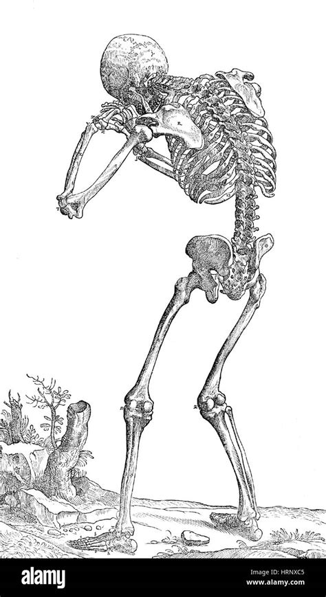16th Century Illustration Human Anatomy Hi Res Stock Photography And
