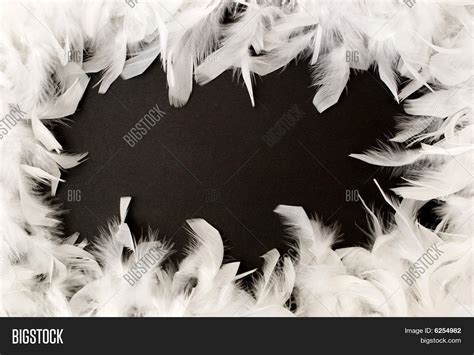 White Feather Border Image & Photo (Free Trial) | Bigstock