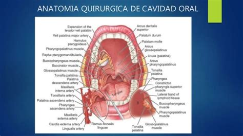 Anatomía Quirúrgica De Cavidad Oral