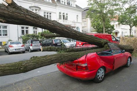 Auto Zerstört Durch Einen Gefallenen Baum Während Des Hurrikans