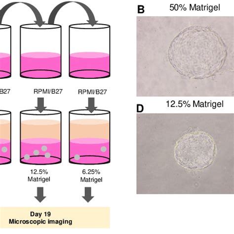 Minimal Concentration Of Matrigel Needed To Maintain The 3D Structure