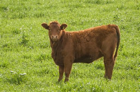 Premium Photo | Beautiful red angus calves grazing nutritious pasture