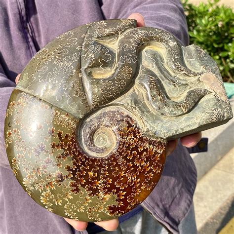 378lb Natural Tentacle Ammonite Fossil Specimen Shell Conch