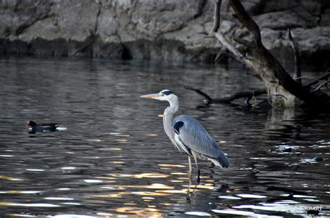 Dsc Grey Heron Ardea Cinerea H Ron Cendr By Th Flickr