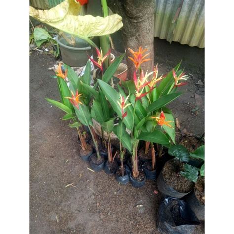 Jual Paket Polybag Tanaman Pisang Pisangan Heliconia Shopee Indonesia