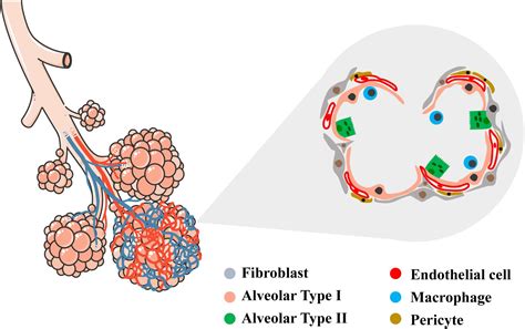 Frontiers Bioengineering Of Pulmonary Epithelium With Preservation Of