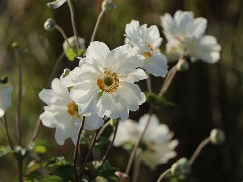 Japan Herbst Anemone Whirlwind Beste Sorten And Stauden Wissen