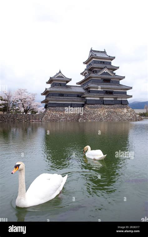 Matsumoto Castle Moats Cherry Blossoms And Tourists Stock Photo Alamy