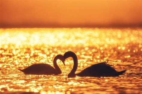 Swans In The Sea And Beautiful Sunset Stock Photo Image Of Reflection