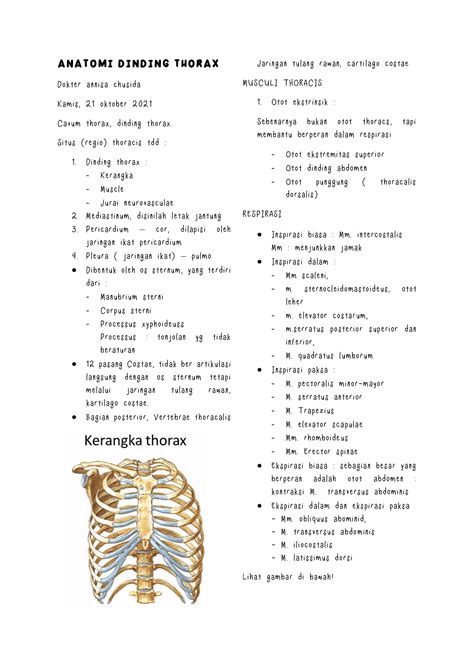 SOLUTION Anatomi Dinding Thorax 2 Studypool