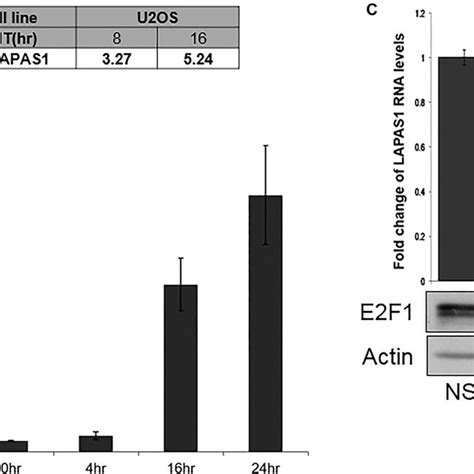 E2f1 Regulates Lapas1 Rna Levels A U2os Cells Containing