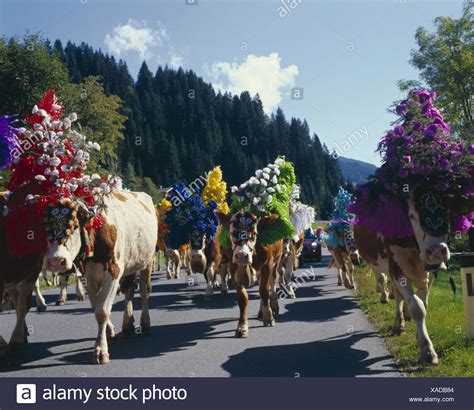 Österreich Tirol Brixental Hopfgarten Almabtrieb Spätsommer Kühe