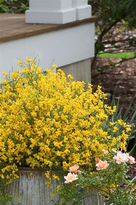 Buy Lydia Dwarf Broom Genista FREE SHIPPING Wilson Bros Gardens