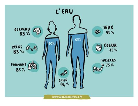 En quoi leau est utile à notre organisme Les Z Homnivores