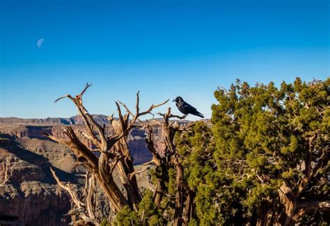 20 Animals In Grand Canyon National Park Seen On Our Hikes Photos And