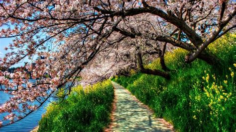 Wallpaper Wiki Cherry Blossom Tunnel Spring Wallpaper - Cherry Blossom 4k (#1869718) - HD ...