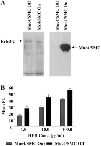 Effect Of Muc4 SMC Expression On Anti ErbB2 Antibody Binding In MCF 7