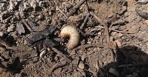 Unidentified Larva Album On Imgur