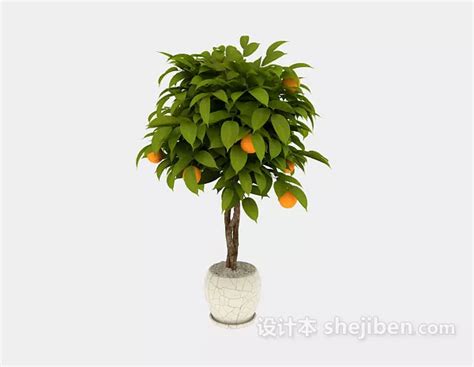 Indoor Potted Orange Tree Free 3d Model - .Max - Open3dModel