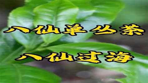 潮州凤凰单丛八仙茶别名八仙过海 茶幸福网