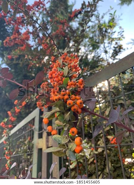 Milkflower Cotoneaster Cotoneaster Lacteus Fruits Stock Photo