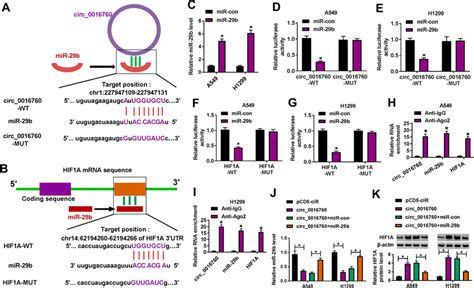 Circ Regulated Hif A Expression Via Sponging Mir B In Nsclc