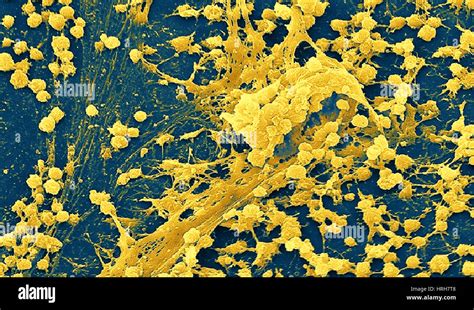 Biofilm Sem Hi Res Stock Photography And Images Alamy