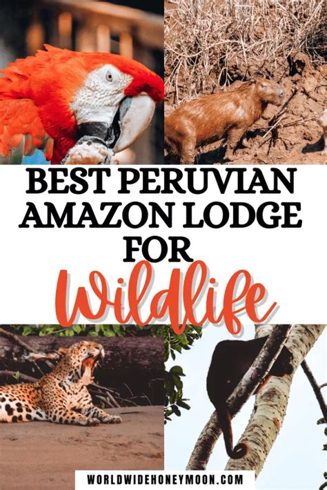 The Best Peru Amazon Lodge: Tambopata Research Center - World Wide ...