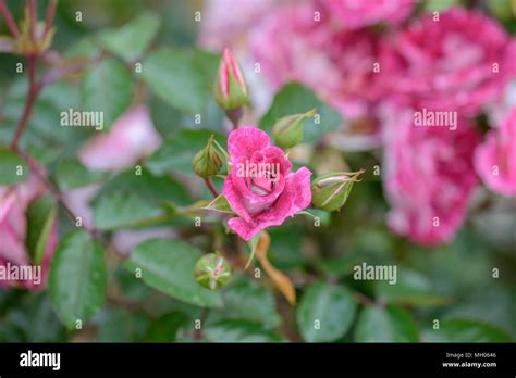 Rose Lets Celebrate Stock Photo - Alamy