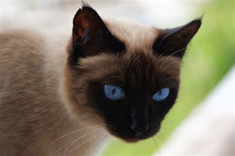 How Affectionate Siamese Cats Really Are - Siamese Of Day