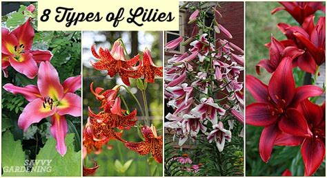 Types of Lilies: 8 Beautiful, Cold-hardy Choices for the Garden