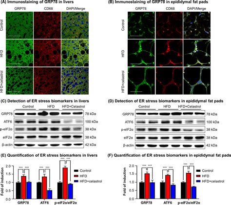 Covalent Inhibition Of Endoplasmic Reticulum Chaperone GRP78